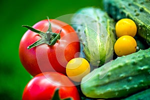 Big autumn harvest. Shot of bucket of freshly picked ripe red tomatoes, cucumbers and small yellow plums