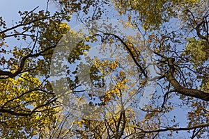 Big autumn oak against the blue sky