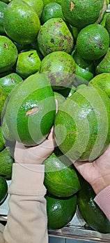 A big avocado as big a palm hand