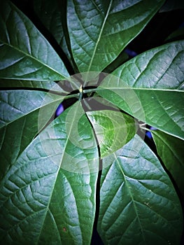 Big Avocado Leaf photo