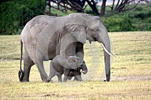 Big and baby elephant in african country