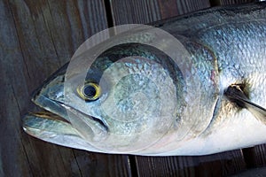 Big Bad Bluefish photo