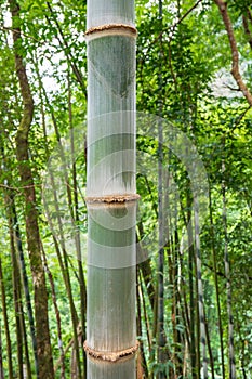 Big Bamboo tree leaf in the real forest.