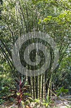 Big bamboo trees on Maui island, Hawaii