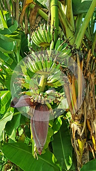 Big banana blossom