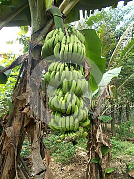 Big bunches of green banana hanging on the tree