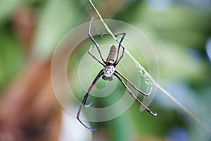 The big banana spider weaving the web in the jungle. Malaysia, Perhentian Besar island. photo