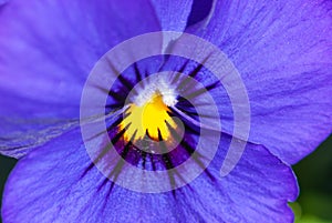 Big bang of colours as background in the heart of wild pansy flower