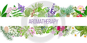 Big banner set of popular essential oil plants. Ornament with text aromatherapy