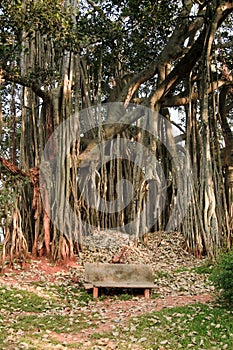 Big banyan tree