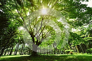 A big banyan tree