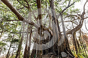 Big banyan tree in the deep forest