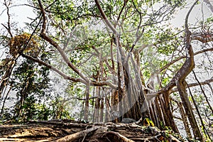 Big banyan tree in the deep forest