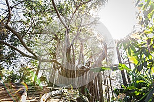 Big banyan tree in the deep forest