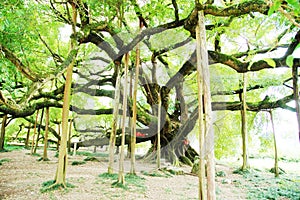 Big banyan tree in guangxi China photo