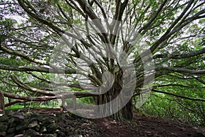 Big Banyan tree in Waimoku falls trail