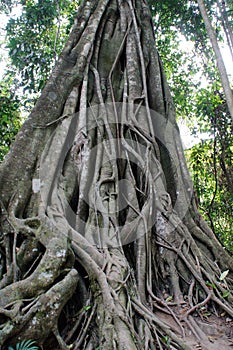 Big Banyan Trey growing in Laos National Park