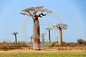 Big Baobab