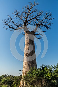 Big baobab in a sunny day