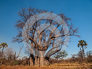 Big baobab tree