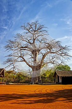 Big baobab tree in Bandia reserve, Senegal. It is nature background, Africa