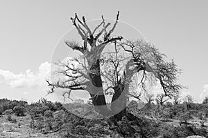 Big baobab tree growing surrounded by African Savannah. Black an