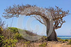 Big baobab tree growing surrounded by bushes and sea in the back