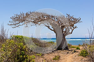 Big baobab tree growing surrounded by bushes and sea in the back