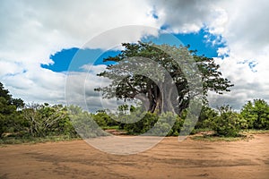 Big baobab tree in the Kruger National Park, South Africa