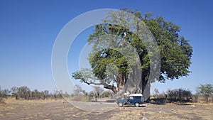 Big baobab tree at Naye-naye concession area