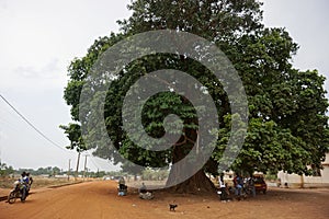 Big baobab tree in the north of Togo