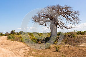 Big baobab tree surrounded by African Savannah with dirt track n