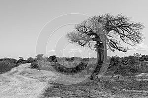 Big baobab tree surrounded by African Savannah with dirt track n