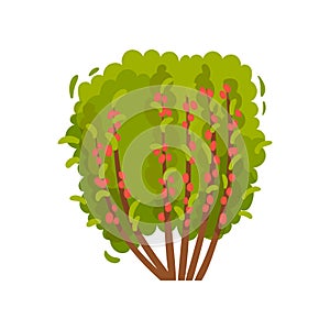 Big barberry bush. Shrub with ripe berries and green foliage. Agricultural plant. Organic product. Flat vector icon