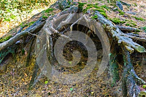 Big bare tree roots making a hole in the ground and creating this cave in a forest landscape