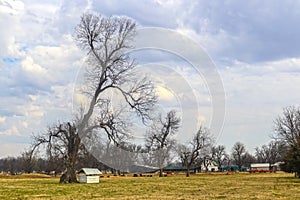 Big barren trees in farm field with barn and outbuildings and cows in background under dramatic cloudy sky