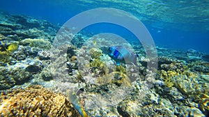 Big barrier reef corals the ocean is beautiful, under water diving