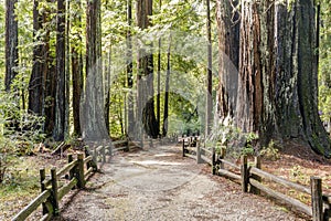 Old Coast Redwoods along the trail photo