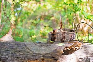 Big basket with mushrooms on old tree in autumn