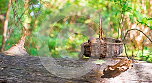 Big basket with mushrooms on old tree in autumn