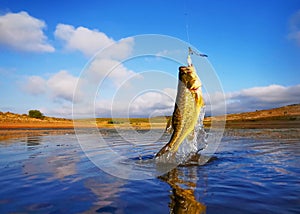 Big Bass Large mouth - Fishing