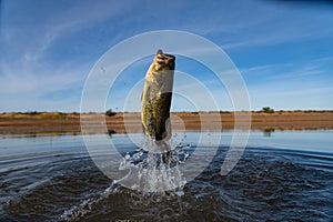 Big Bass Large mouth - Fishing on lake