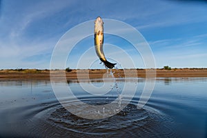 Big Bass Large mouth - Fishing on lake