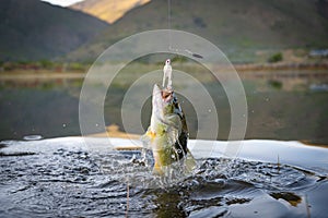 Big Bass Large mouth - Fishing on lake