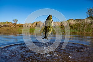 Big Bass Large mouth - Fishing on lake