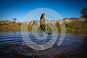 Big Bass Large mouth - Fishing on lake