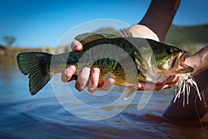 Big Bass Large mouth - Fishing on lake