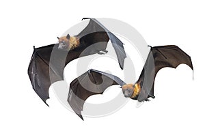 Big bats are flying on a white background