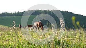 Big bay horses and foals graze freely among the tall grass in the field of a white village in the middle of the mountains.