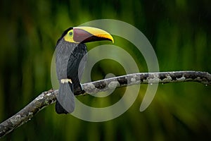 Big beak bird Chesnut-mandibled Toucan sitting on the branch in tropical rain with green jungle background